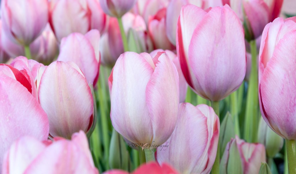 Pink Tulips at Filoli by YSIPIX