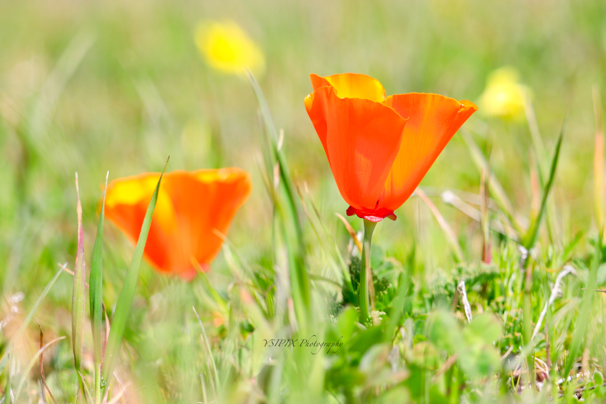 Five Simple Tips to Choose the Right Photographer for Your Kids This Spring.